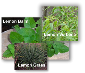 3 lemony herbs