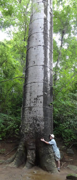 giant tree-Ecuador