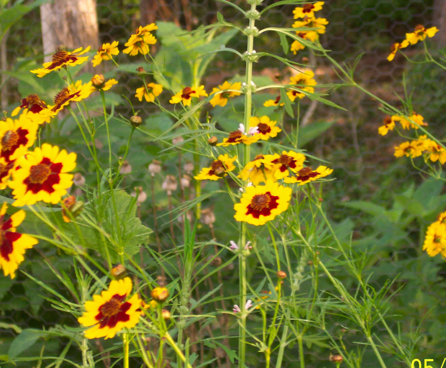coreopsis