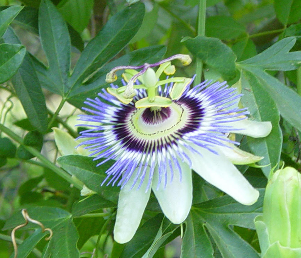 passionflower