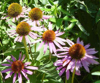 purple coneflower