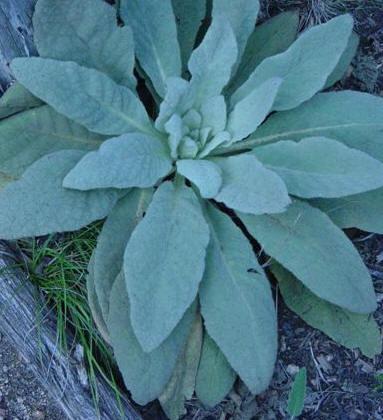 herbs mullein health respiratory