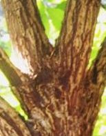 bark