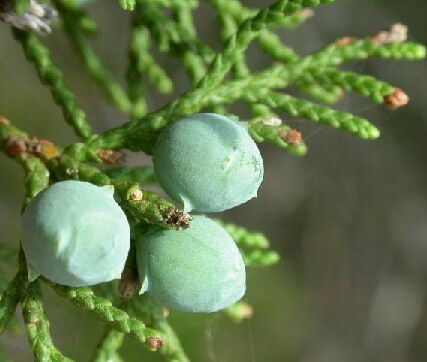 cedar berries