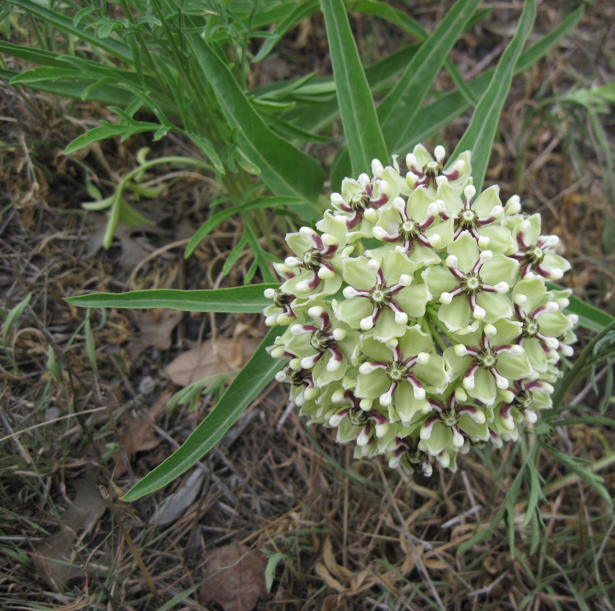 antelope horns bloom