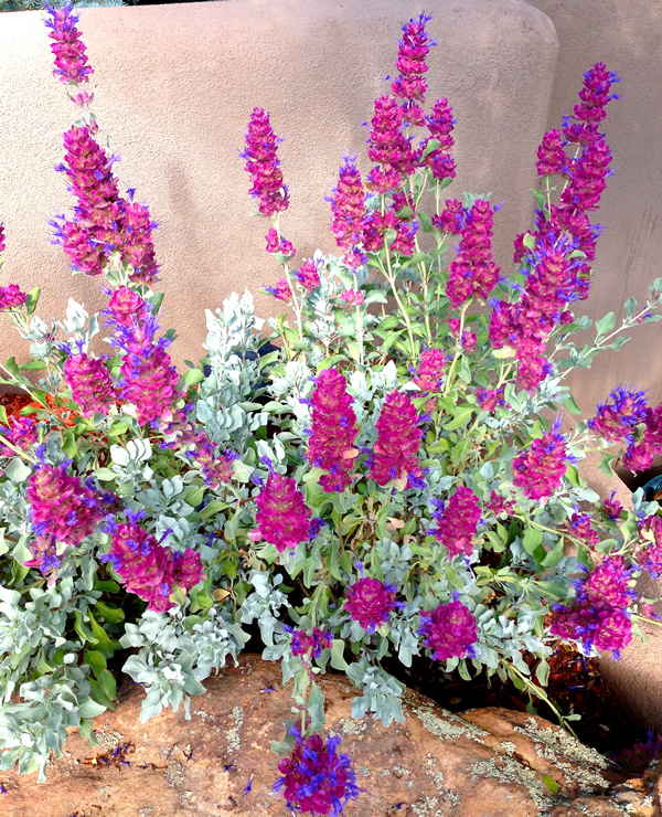 salvia pachyphylla giant purple sage