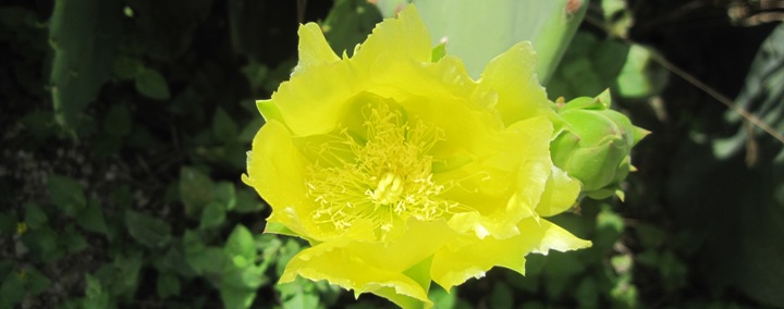 Prickly Pear bloom