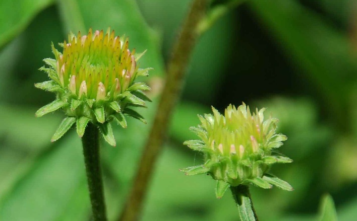 echinacea buds