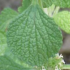 horehound