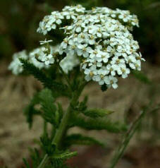 white yarrow