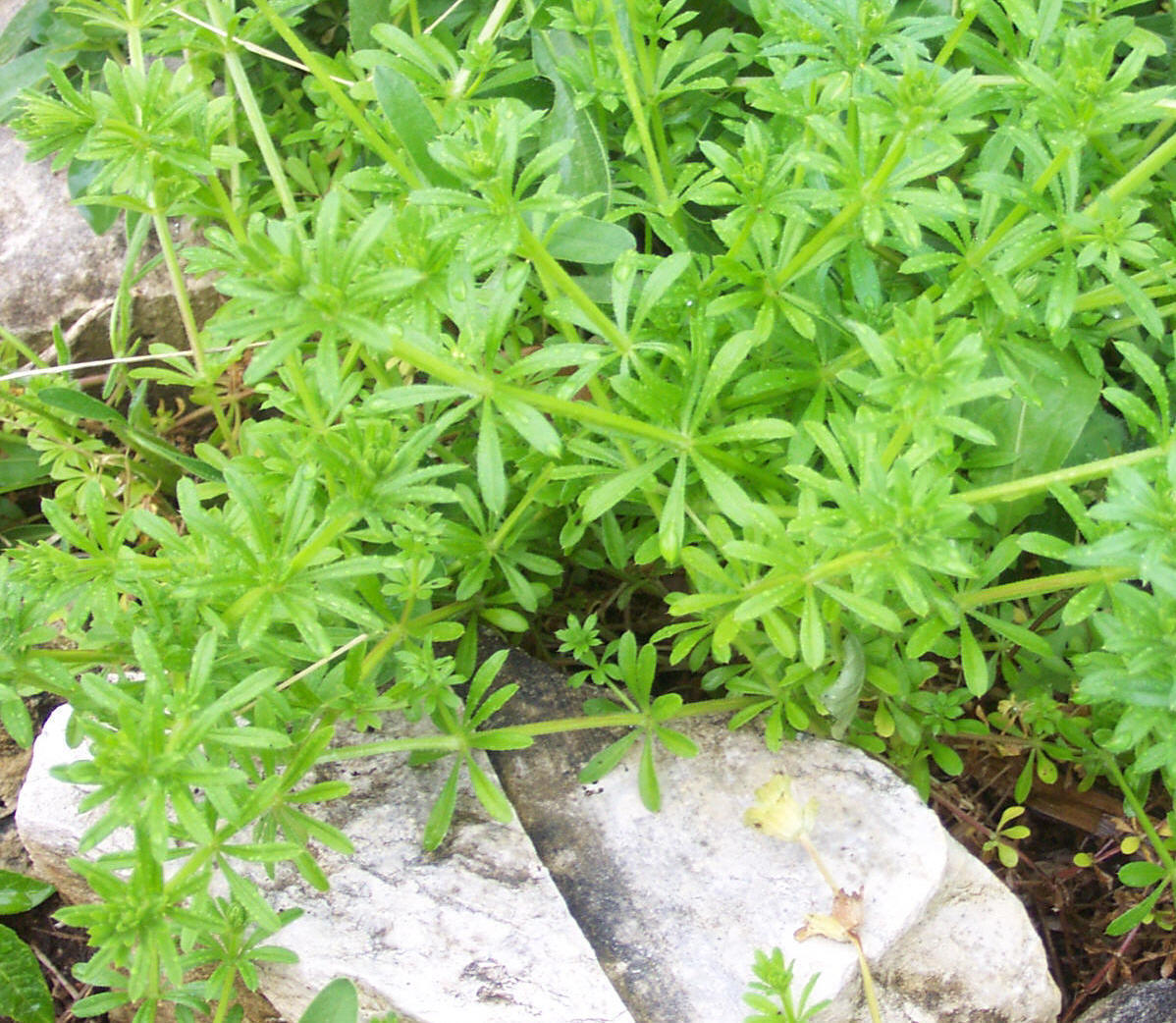 Really “Weeds” ? Chickweed and Cleavers, two great Herbs! Watch Ellen